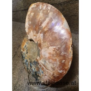 Ammonite Nr.4 - links
